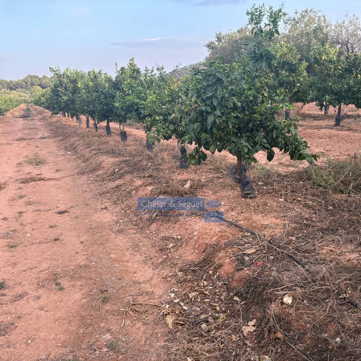 Terre non Aménagée à vendre à Algimia d'Alfara - 231 000 € (Ref: 10080201)