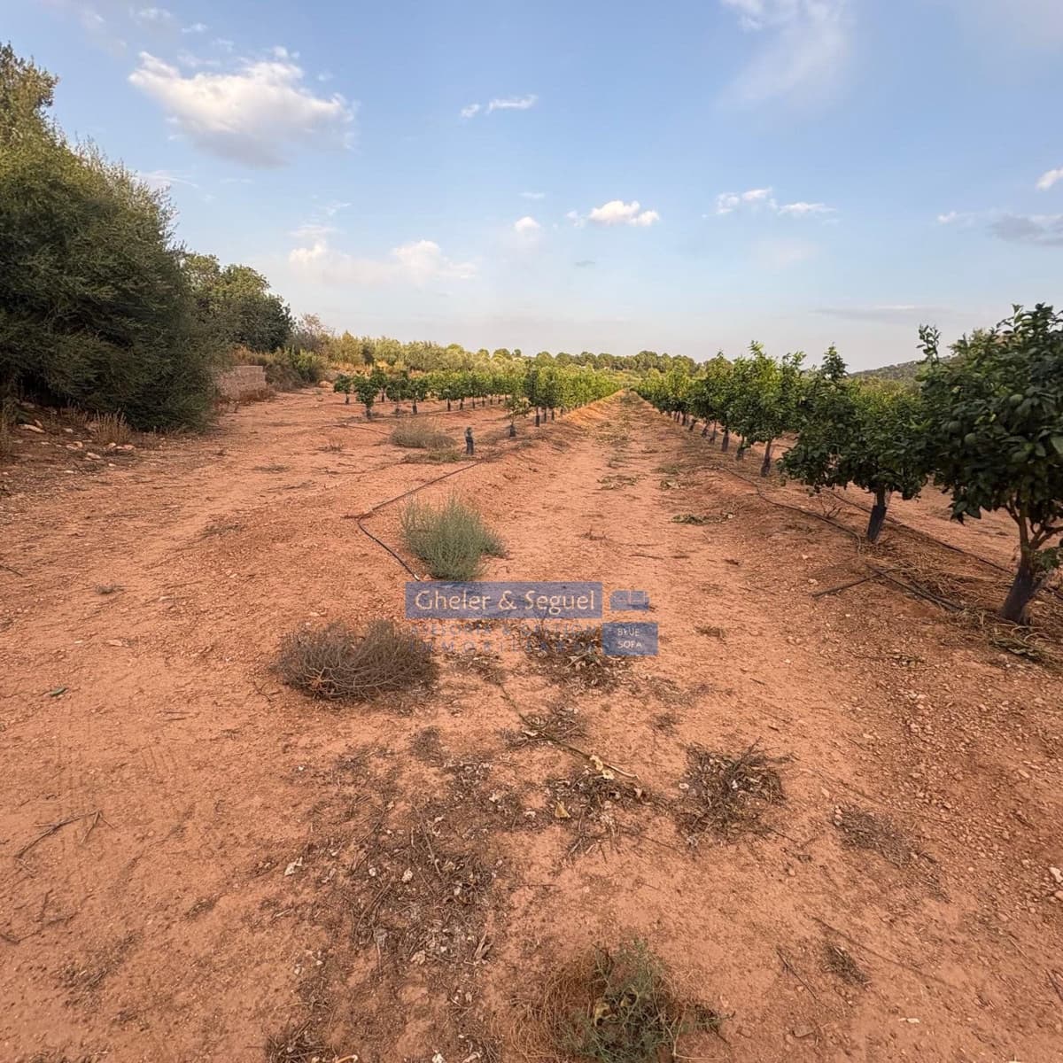 Terre non Aménagée à vendre à Algimia d'Alfara - 231 000 € (Ref: 10080201)