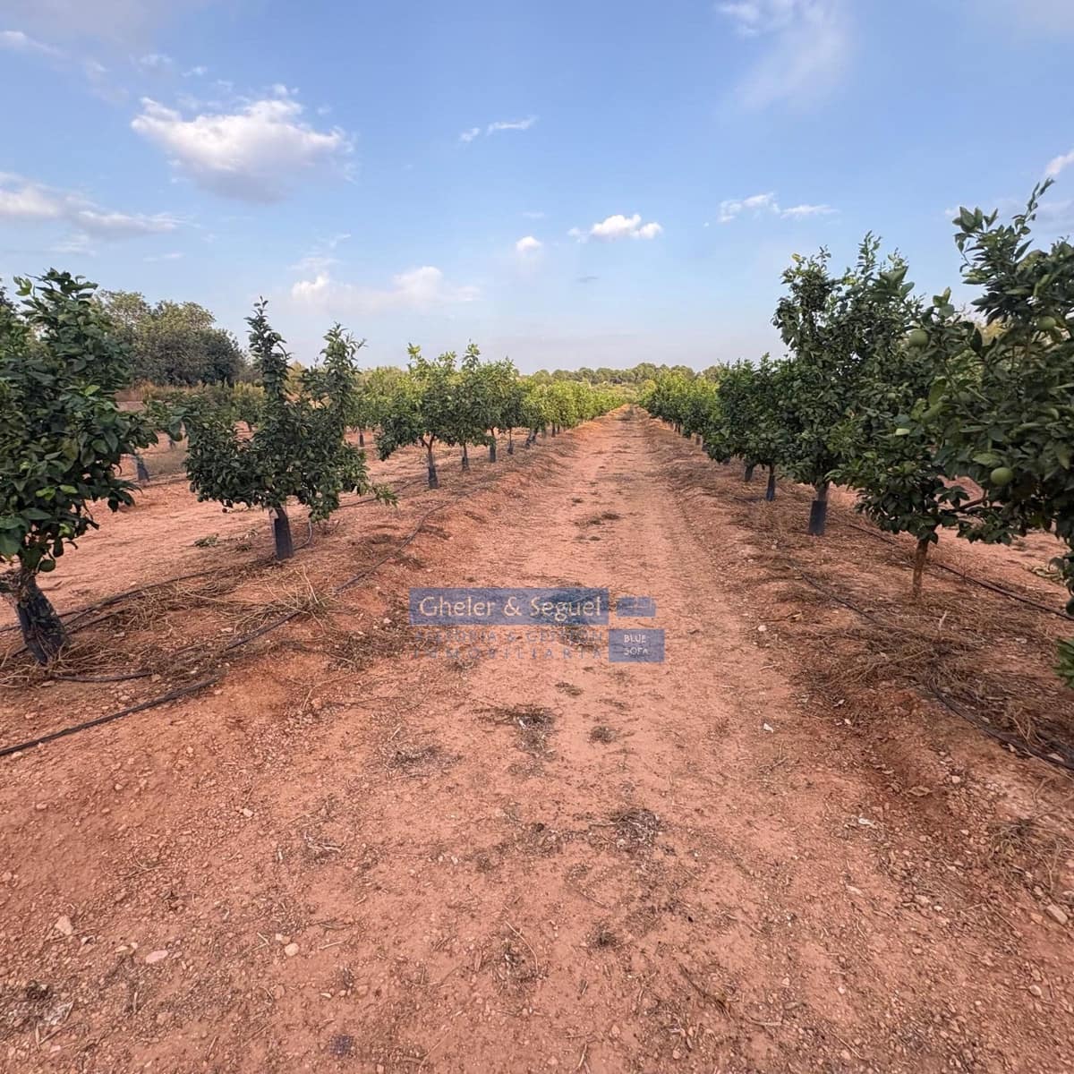 Terre non Aménagée à vendre à Algimia d'Alfara - 231 000 € (Ref: 10080201)