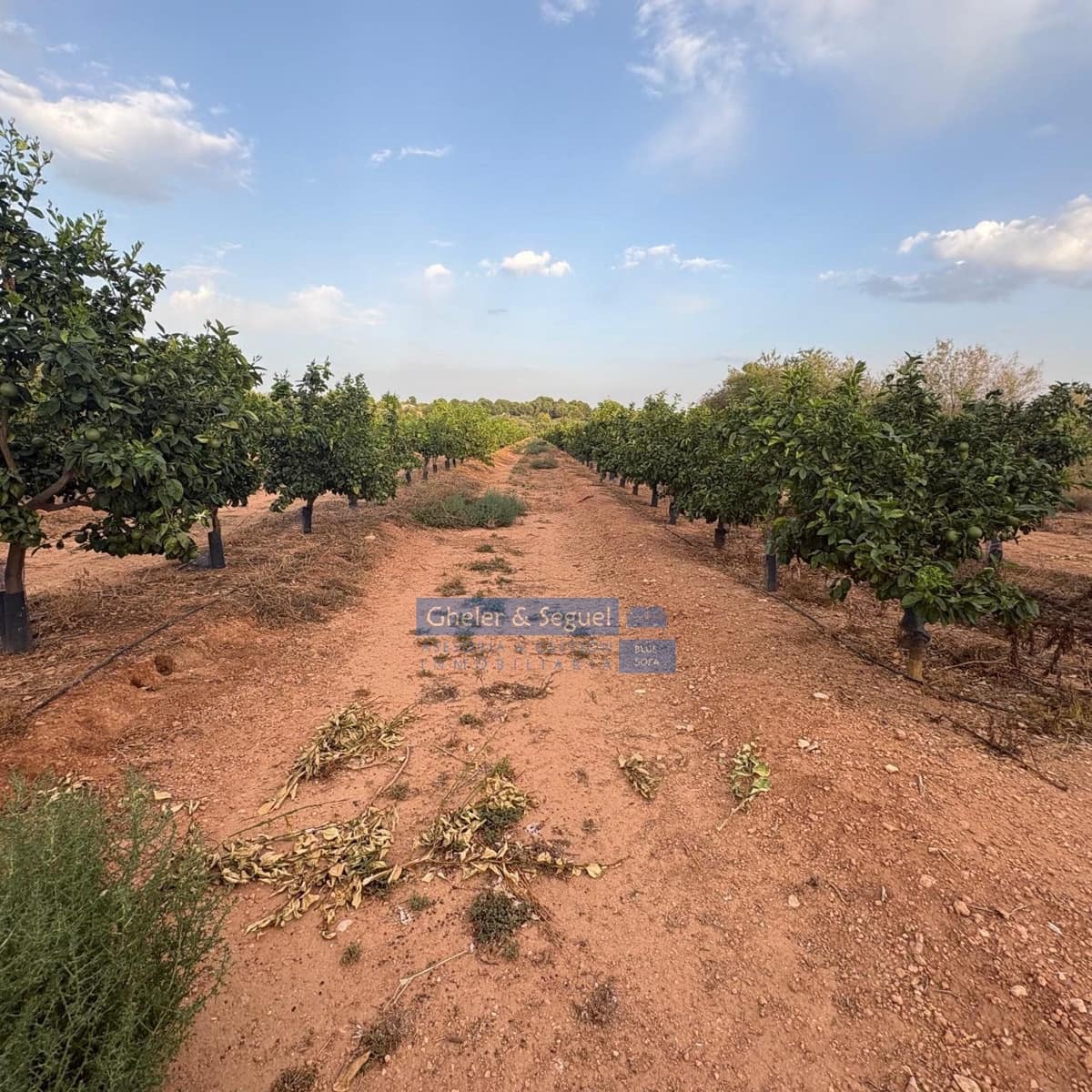 Terre non Aménagée à vendre à Algimia d'Alfara - 231 000 € (Ref: 10080201)
