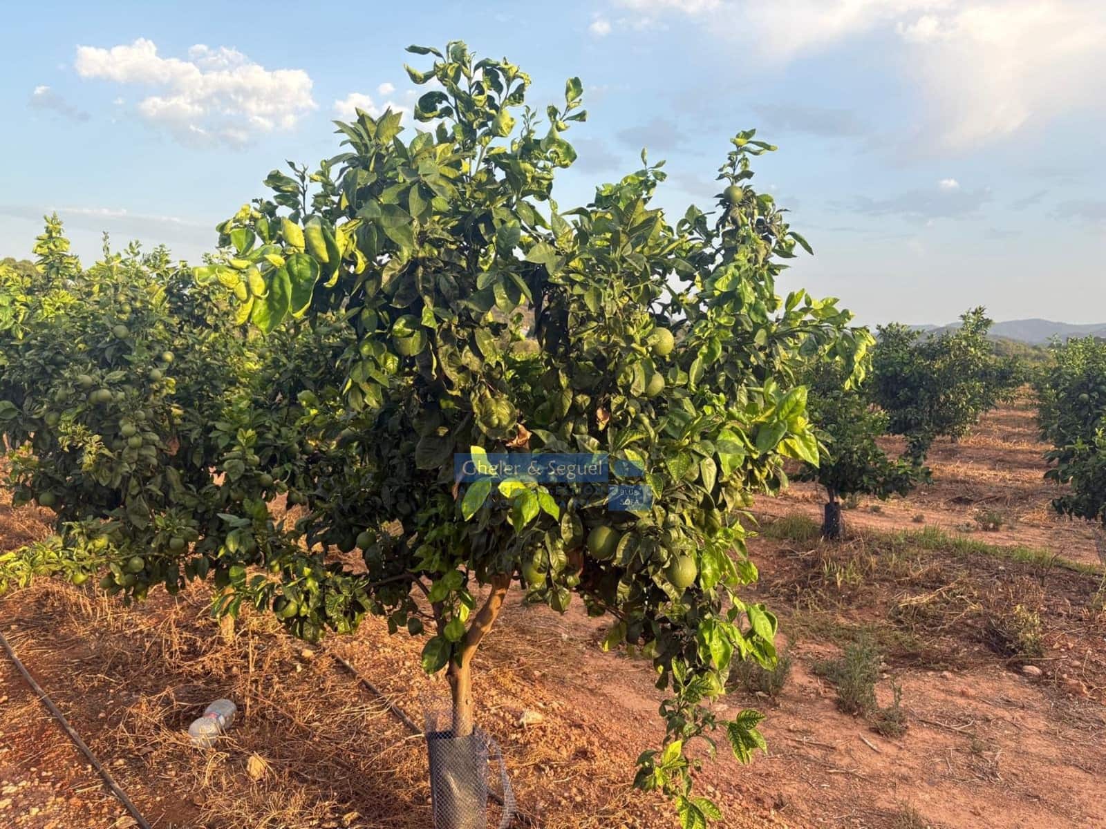 Terre non Aménagée à vendre à Algimia d'Alfara - 231 000 € (Ref: 10080201)