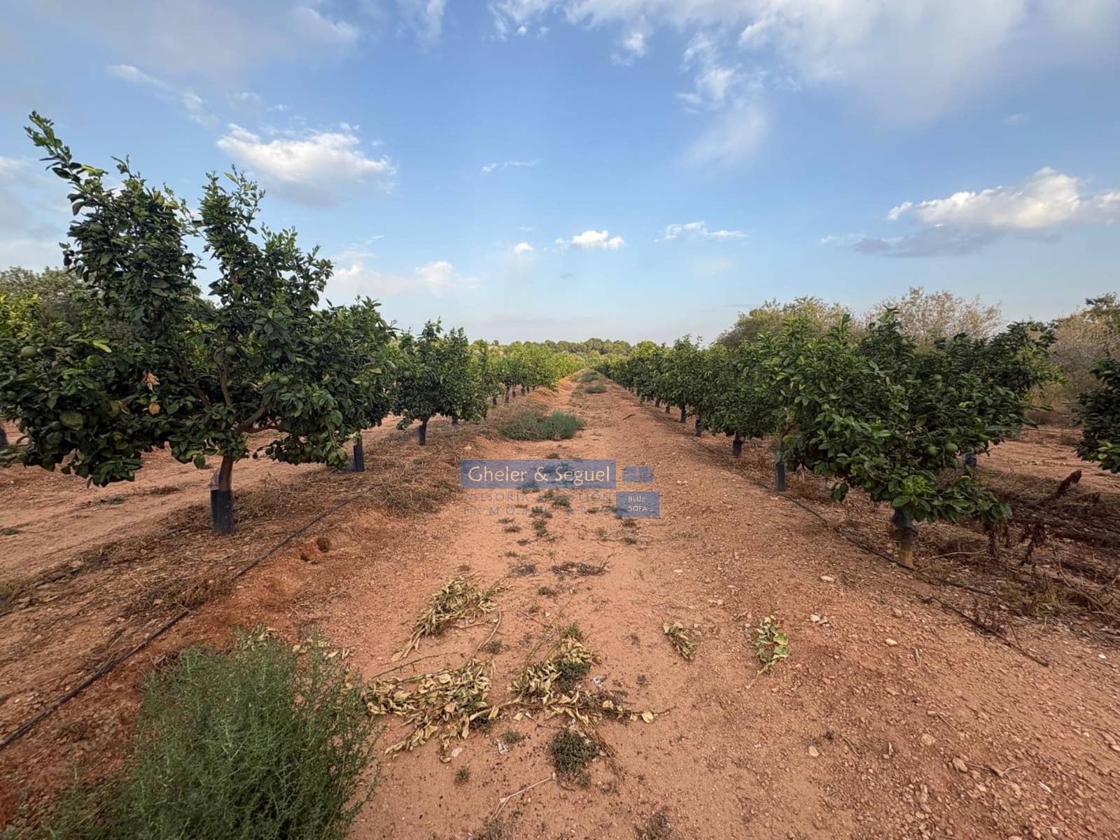 Terre non Aménagée à vendre à Algimia d'Alfara - 231 000 € (Ref: 10080201)