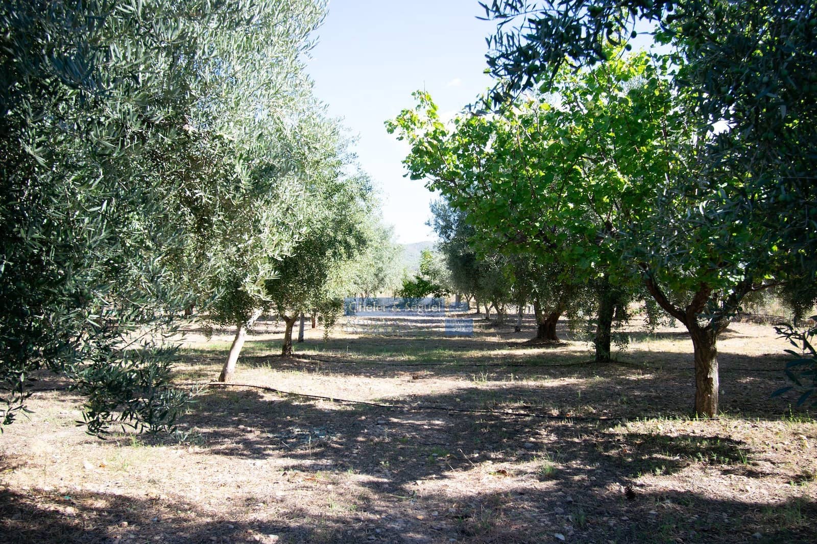 4 camera da letto Finca/Casa di Campagna in vendita in Casinos - 200.000 € (Rif: 9522726)