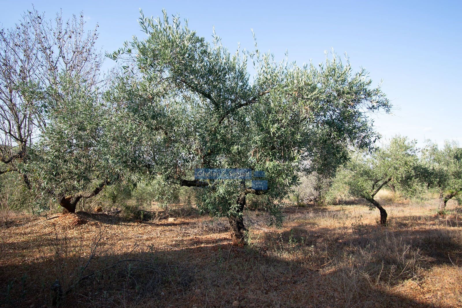 Villa in vendita in Algimia d'Alfara - 150.000 € (Rif: 9522727)