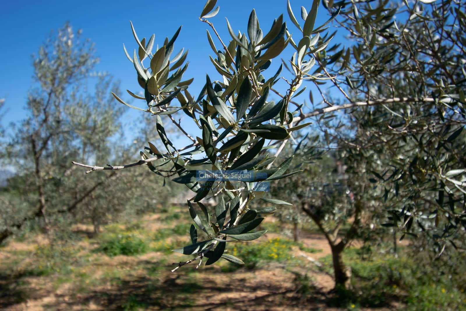 3 chambre Finca/Maison de Campagne à vendre à Algimia d'Alfara - 195 000 € (Ref: 9761561)