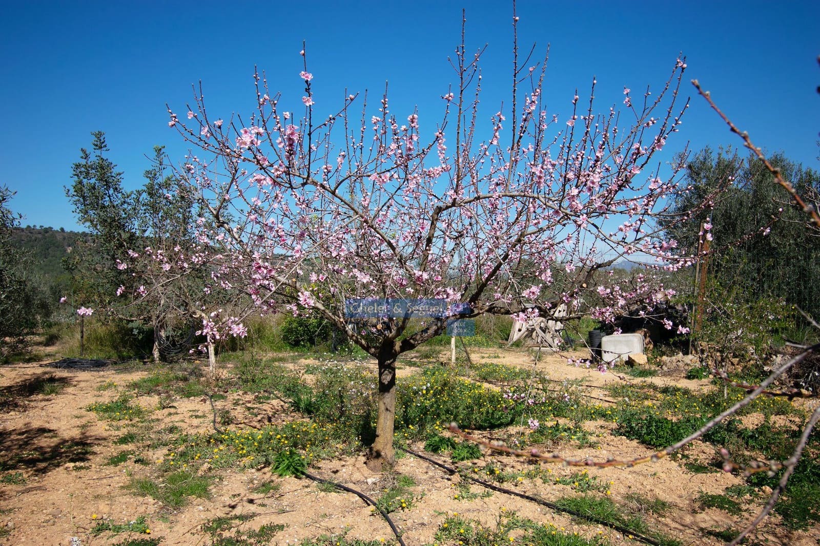 3 chambre Finca/Maison de Campagne à vendre à Algimia d'Alfara - 195 000 € (Ref: 9761561)