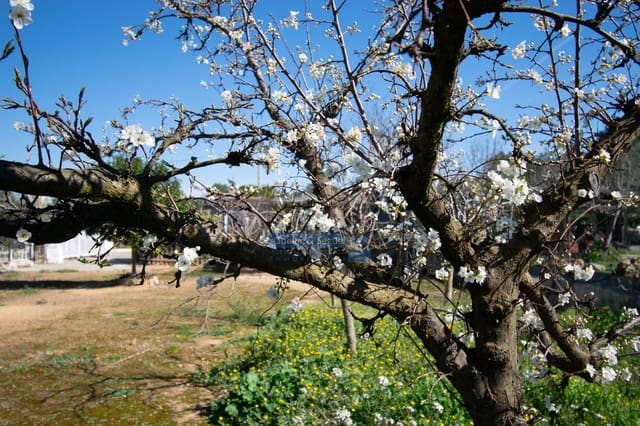 3 chambre Finca/Maison de Campagne à vendre à Algimia d'Alfara - 195 000 € (Ref: 9761561)