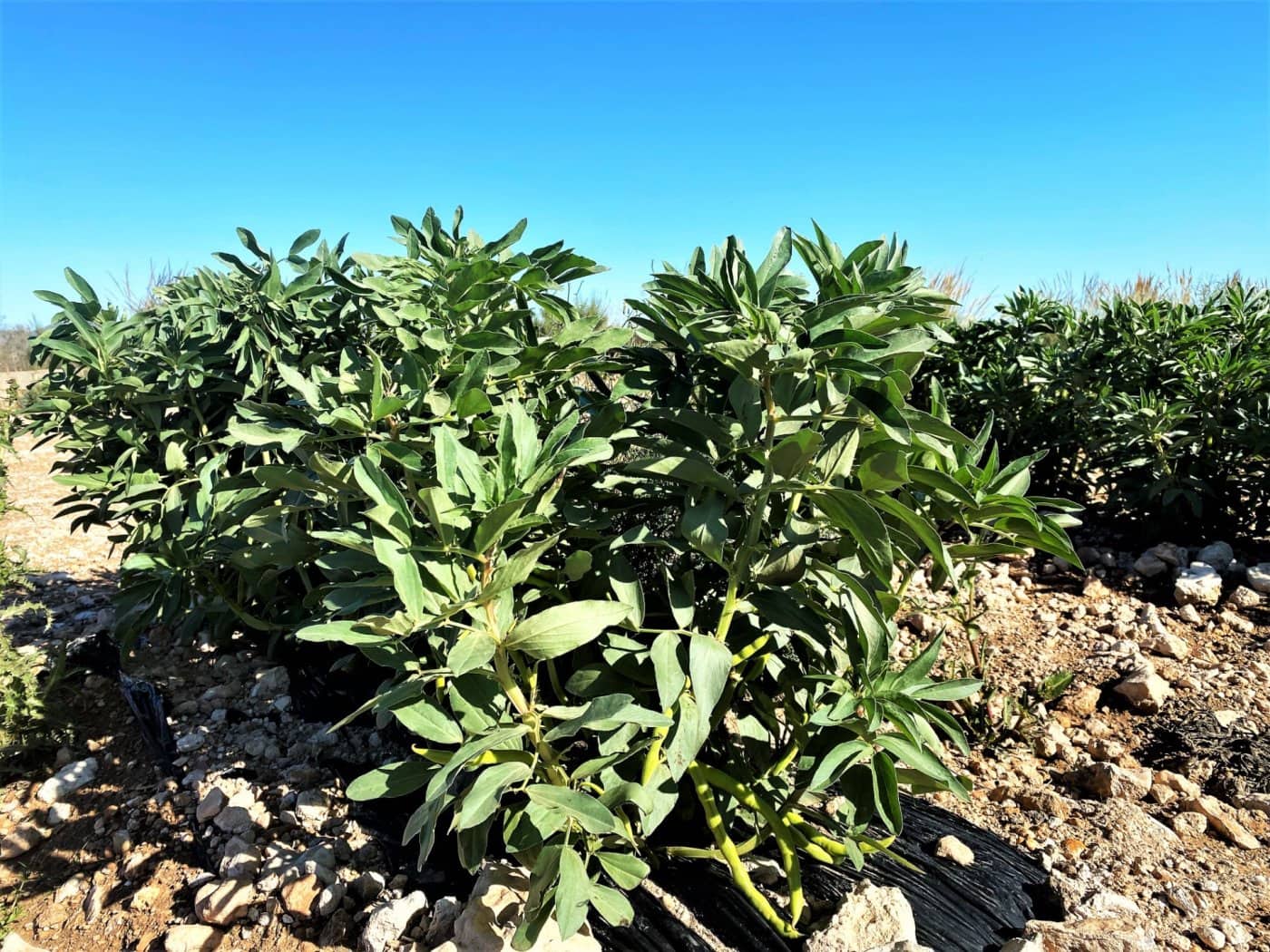 Grunde uden byggetilladelser til salg i Cuevas del Almanzora - € 1.010.752 (Ref: 6892520)