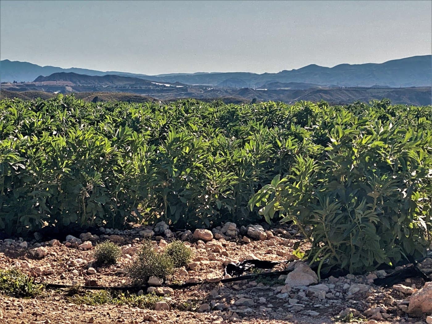 Grunde uden byggetilladelser til salg i Cuevas del Almanzora - € 1.010.752 (Ref: 6892520)