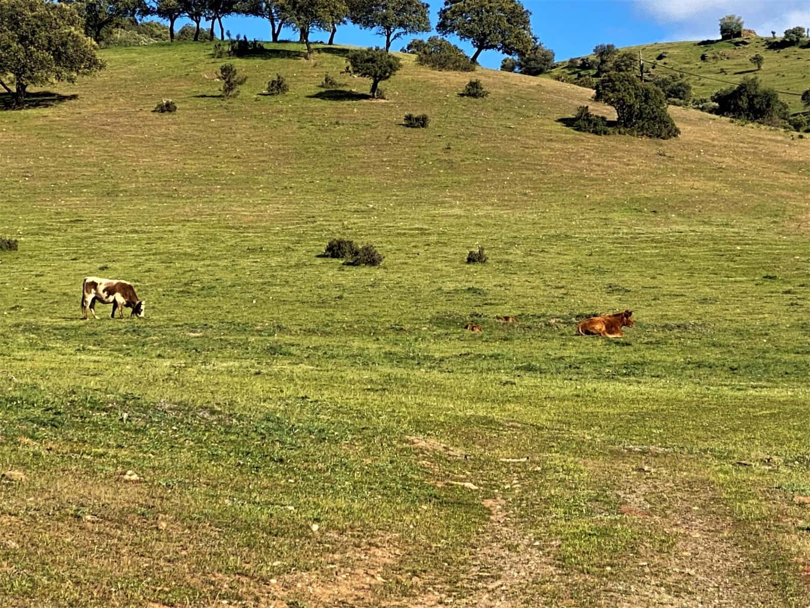 5 soveværelse Finca/Landehus til salg i Banos de la Encina - € 190.000 (Ref: 7498855)