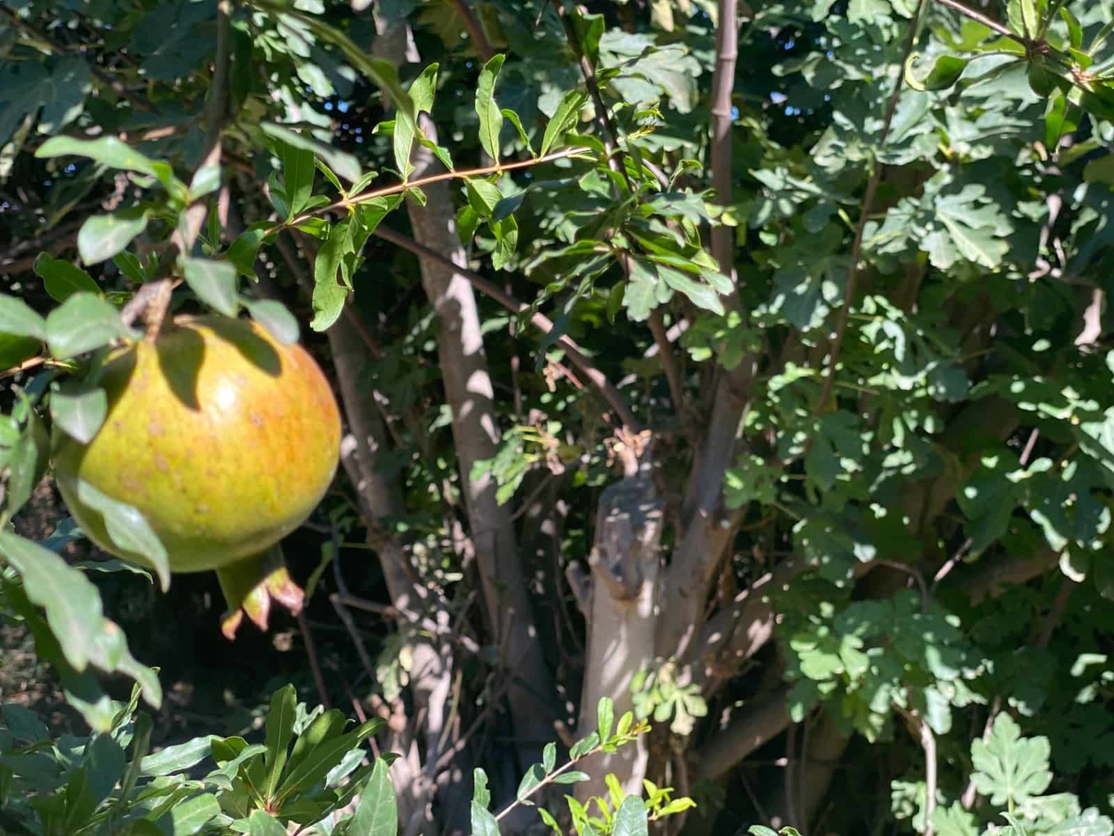 Byggegrund til salg i Cantoria - € 7.500 (Ref: 7815169)