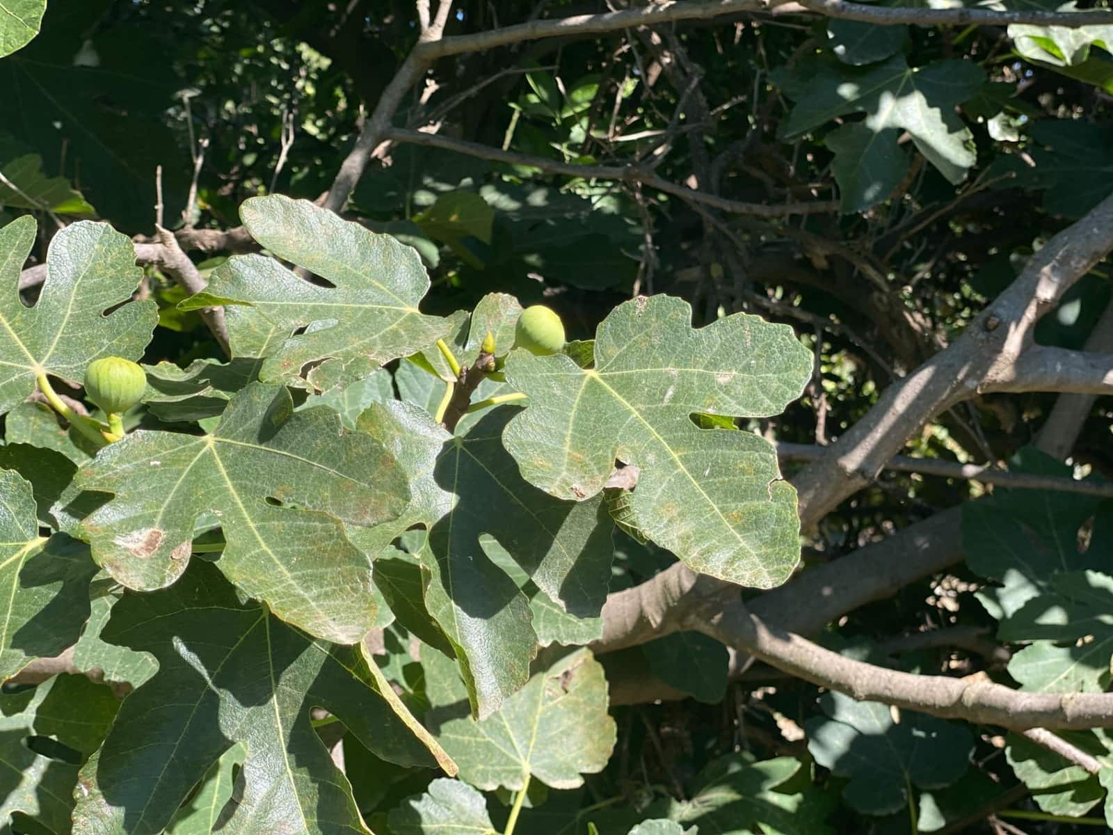 Byggegrund til salg i Cantoria - € 7.500 (Ref: 7815169)