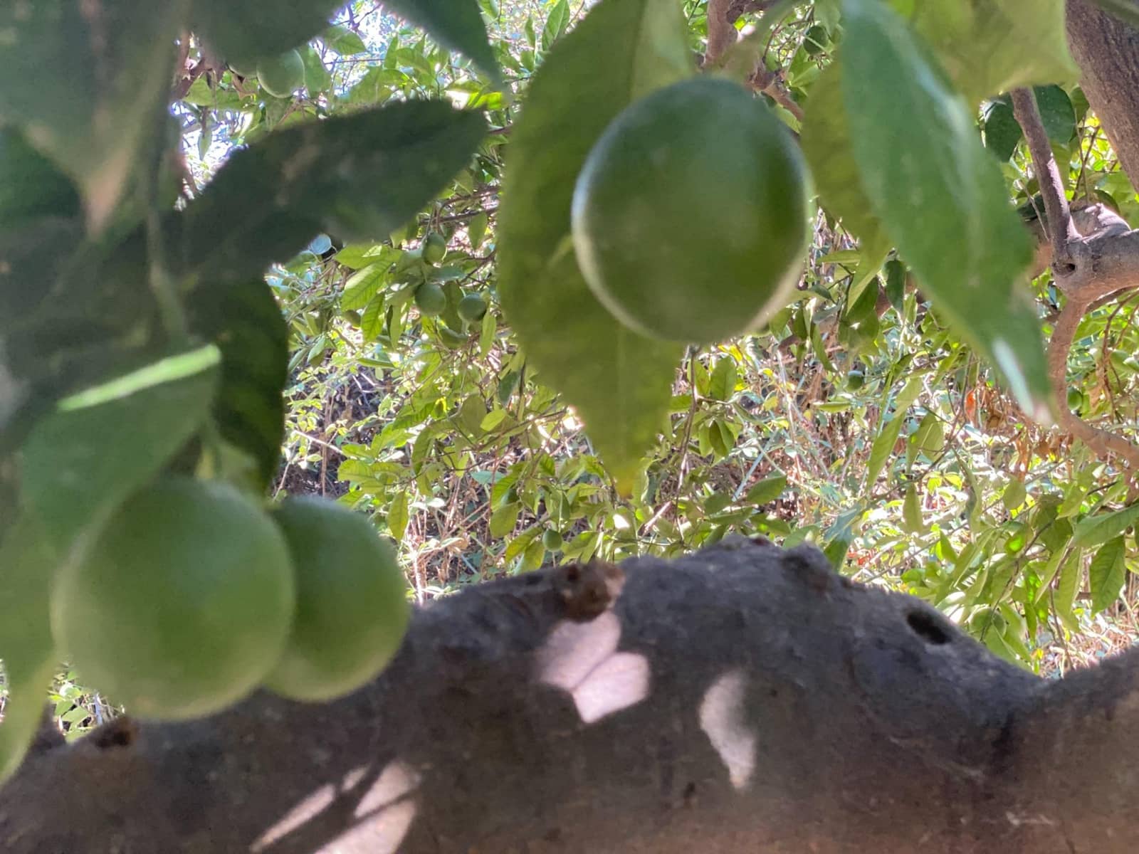 Byggegrund til salg i Cantoria - € 7.500 (Ref: 7815169)