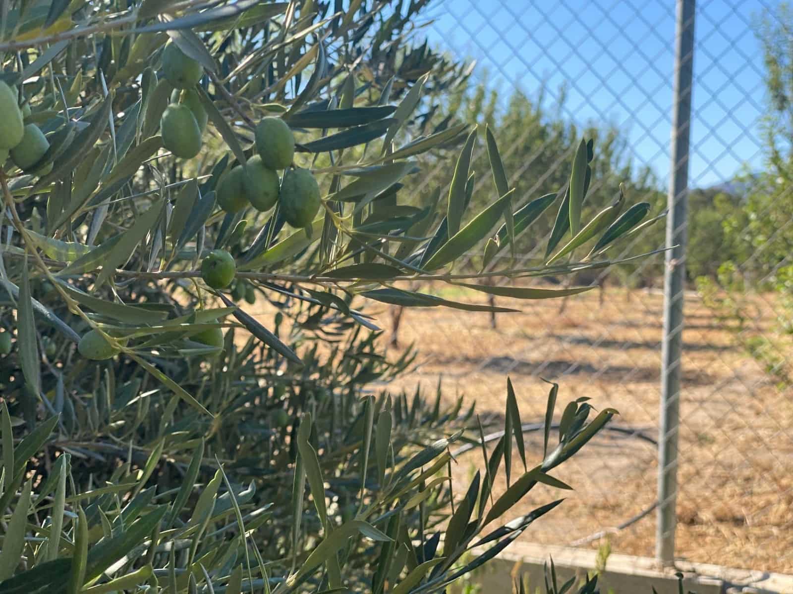 Byggegrund til salg i Cantoria - € 7.500 (Ref: 7815169)