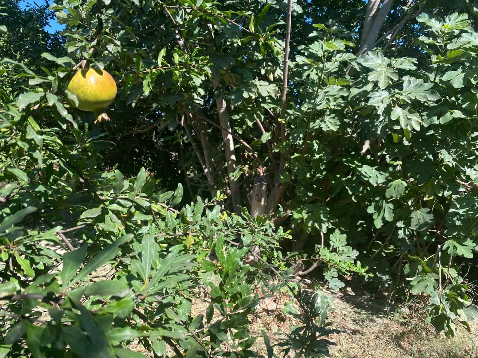 Byggegrund til salg i Cantoria - € 7.500 (Ref: 7815169)