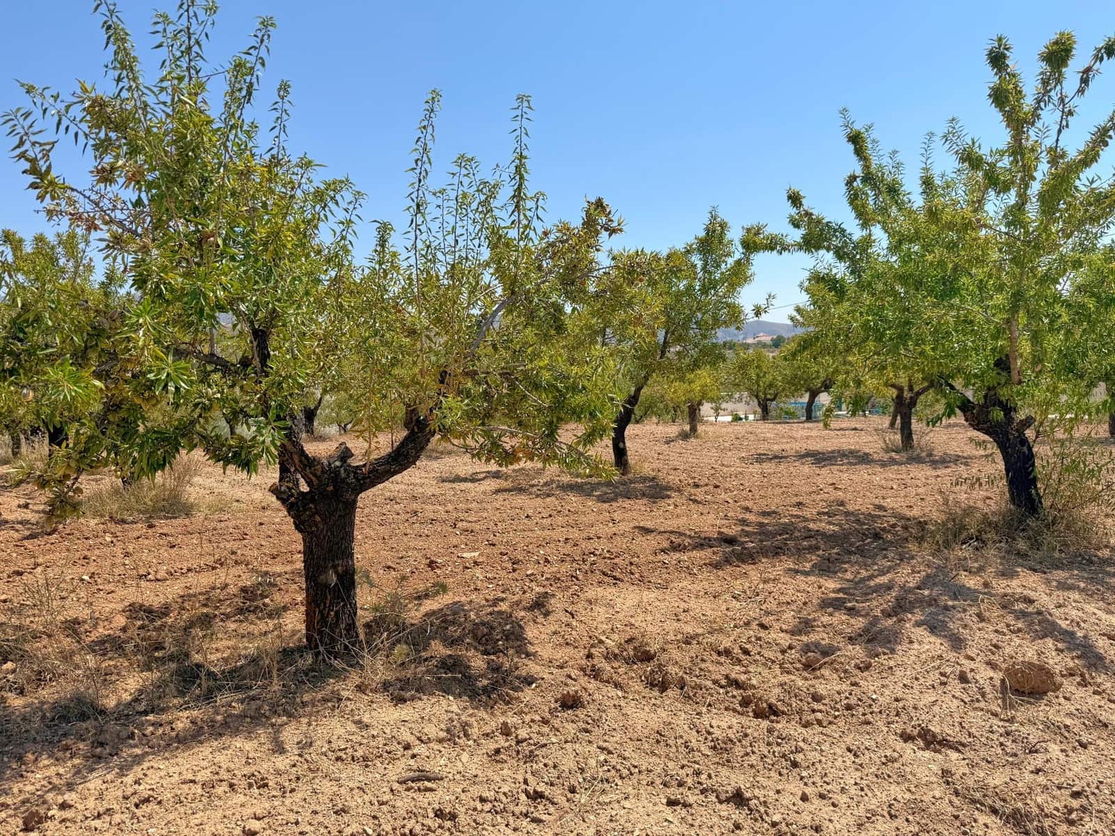 3 slaapkamer Villa te koop in Oria - € 245.000 (Ref: 9202560)