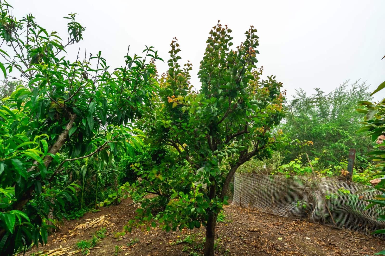 5 sovrum Finca/Hus på landet till salu i La Orotava med garage - 349 000 € (Ref: 9234865)