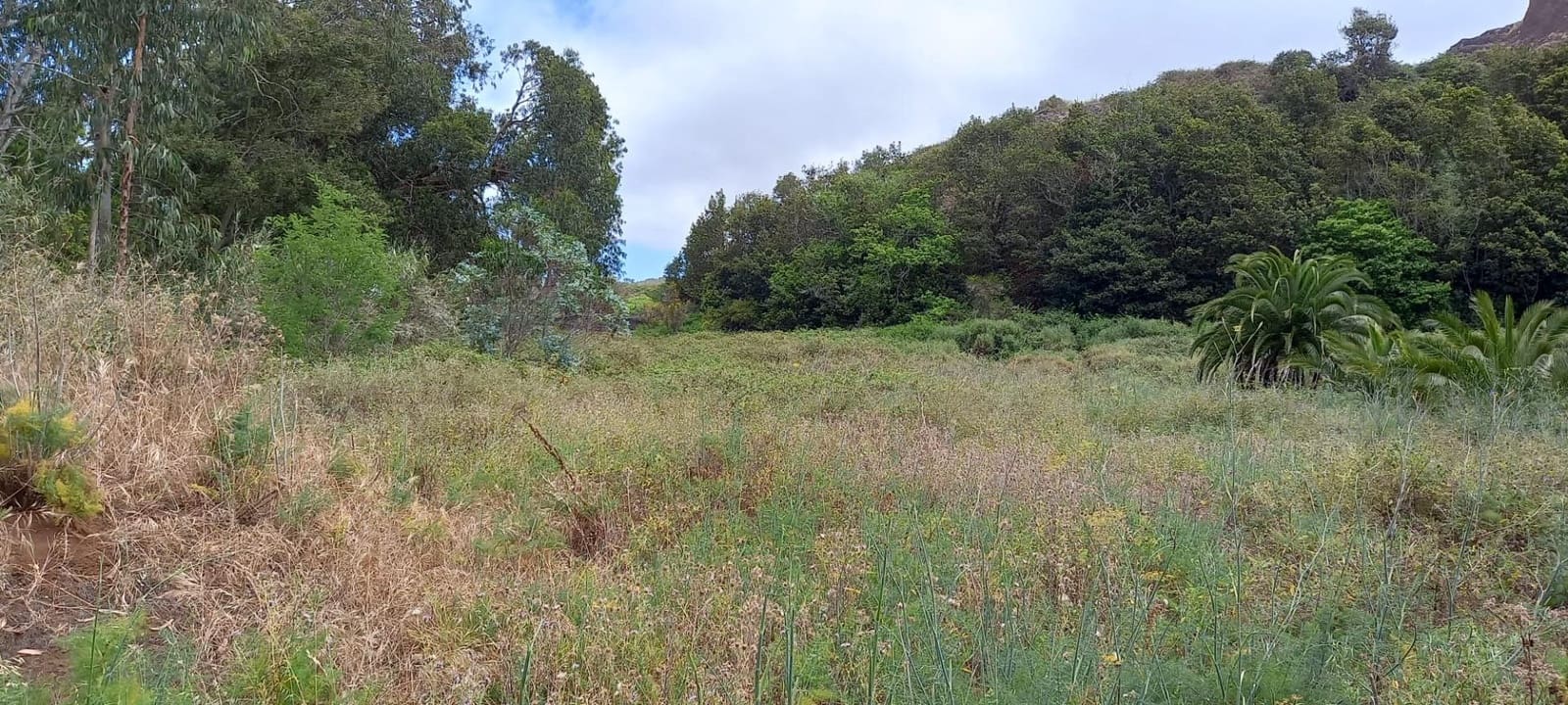 Tomt till salu i Tacoronte - 200 000 € (Ref: 9234870)