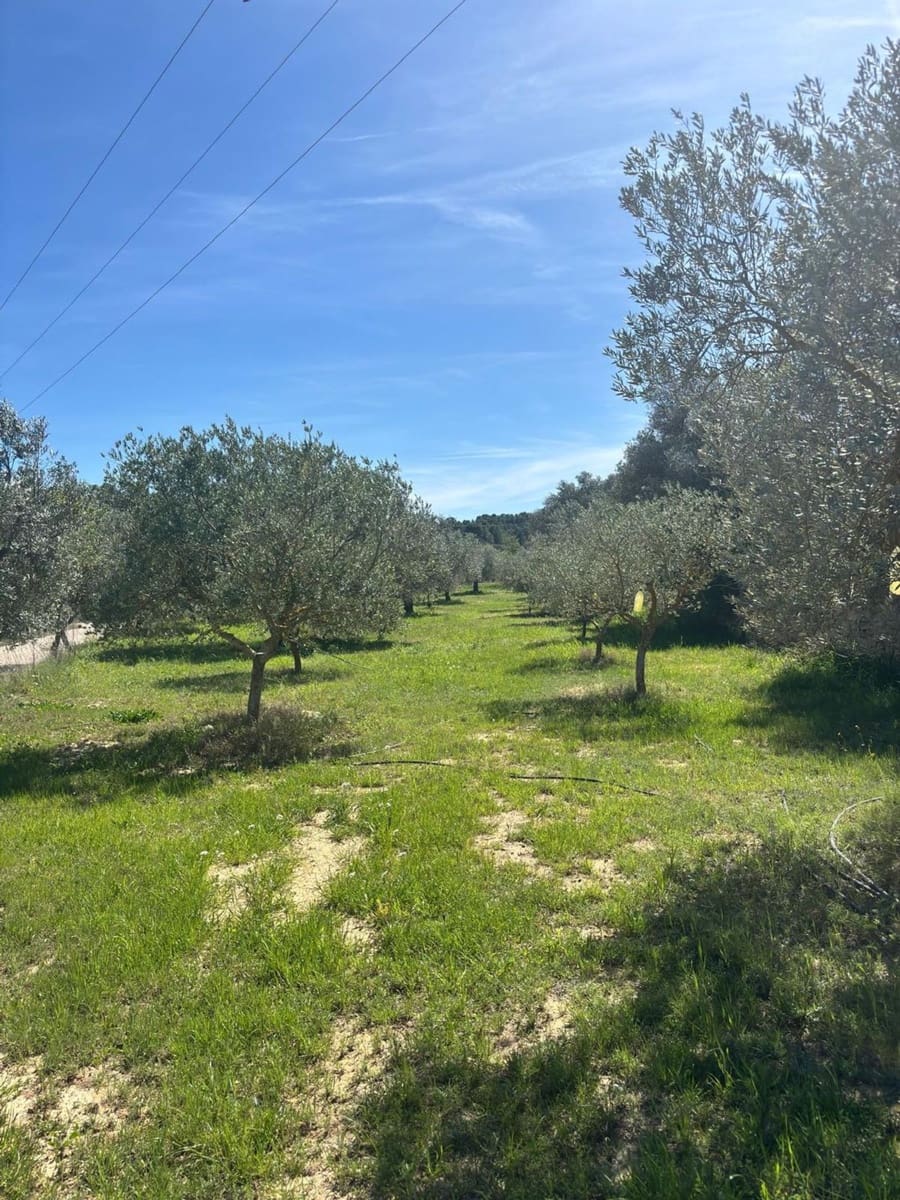 Mark till salu i Flix - 8 000 € (Ref: 10057931)