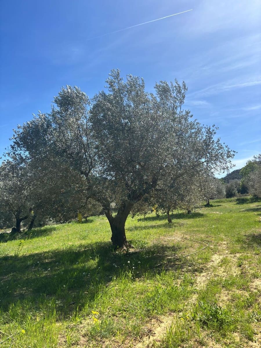 Mark till salu i Flix - 8 000 € (Ref: 10057931)