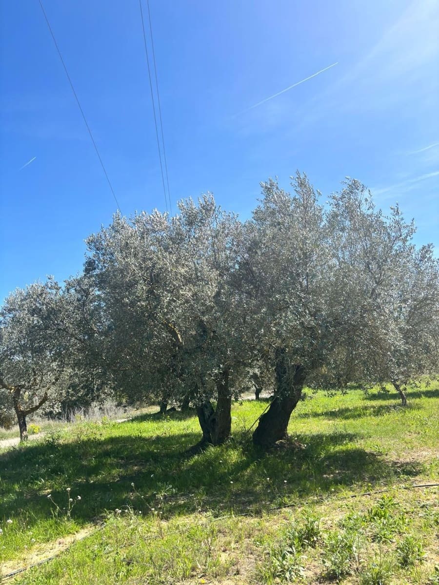 Mark till salu i Flix - 8 000 € (Ref: 10057931)