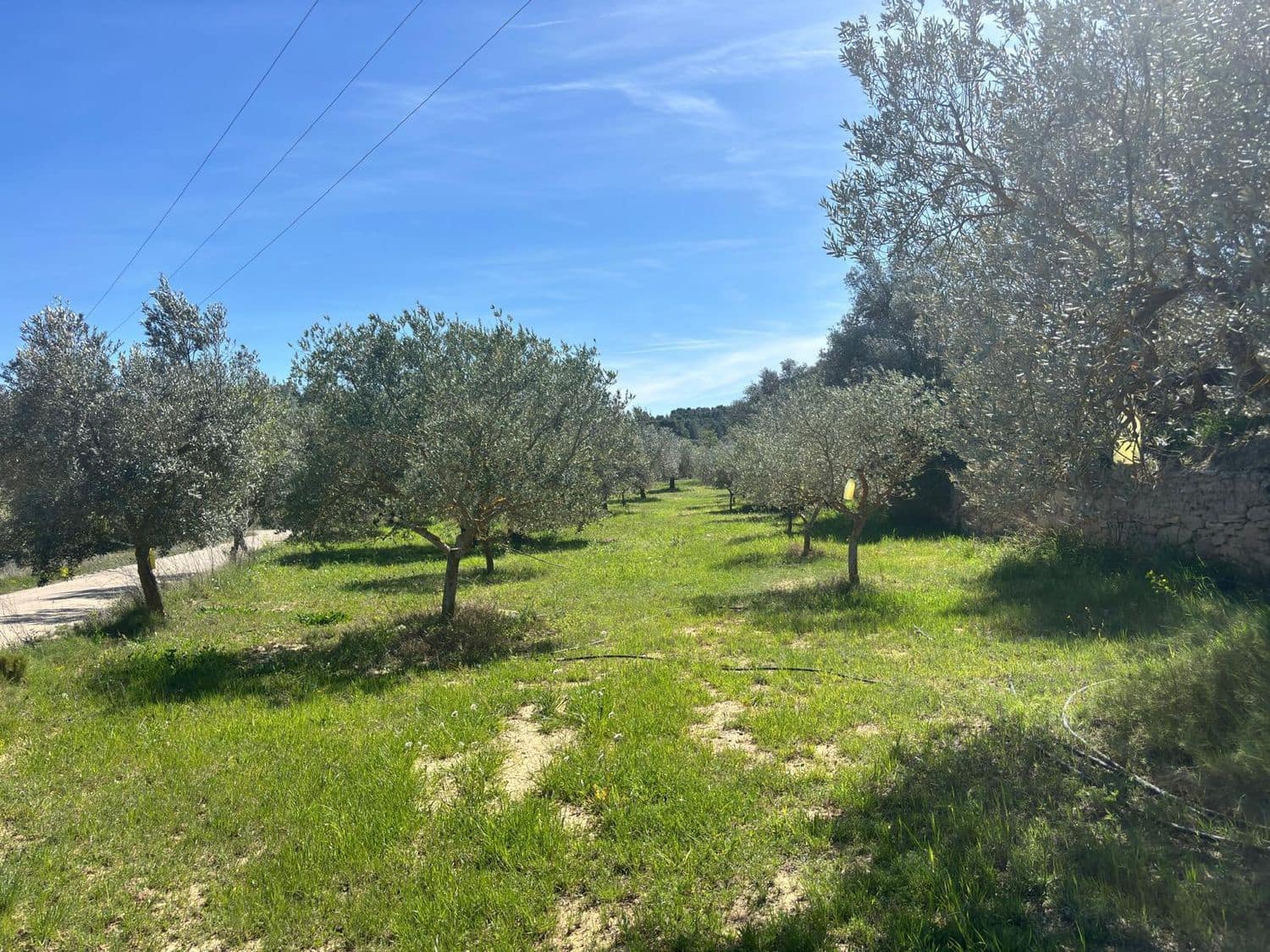 Mark till salu i Flix - 8 000 € (Ref: 10057931)
