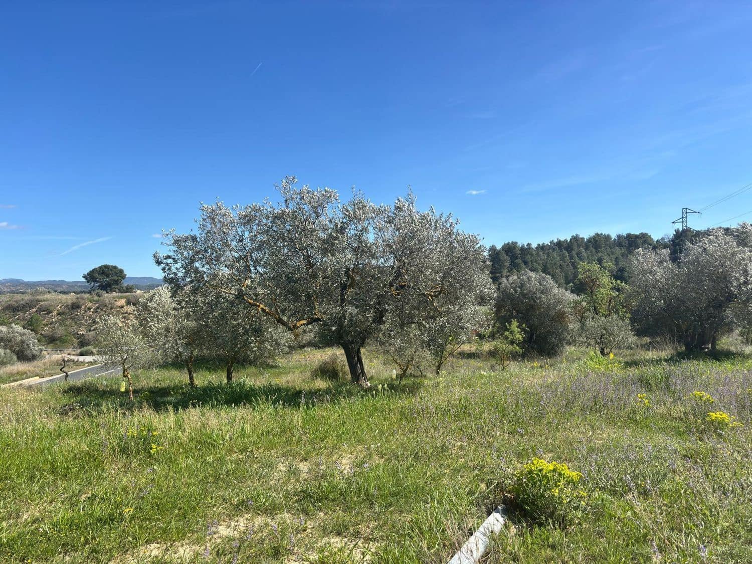 Mark till salu i Flix - 8 000 € (Ref: 10057931)
