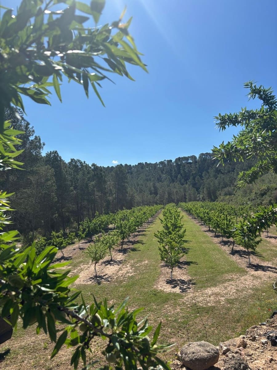 Teren niezagospodarowany na sprzedaż w Ginestar - 40 000 € (Ref: 8573795)