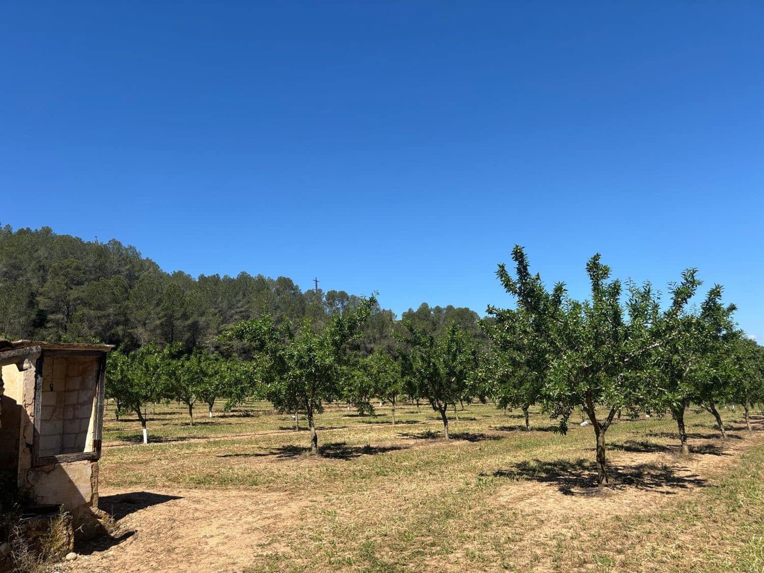 Teren niezagospodarowany na sprzedaż w Ginestar - 40 000 € (Ref: 8573795)