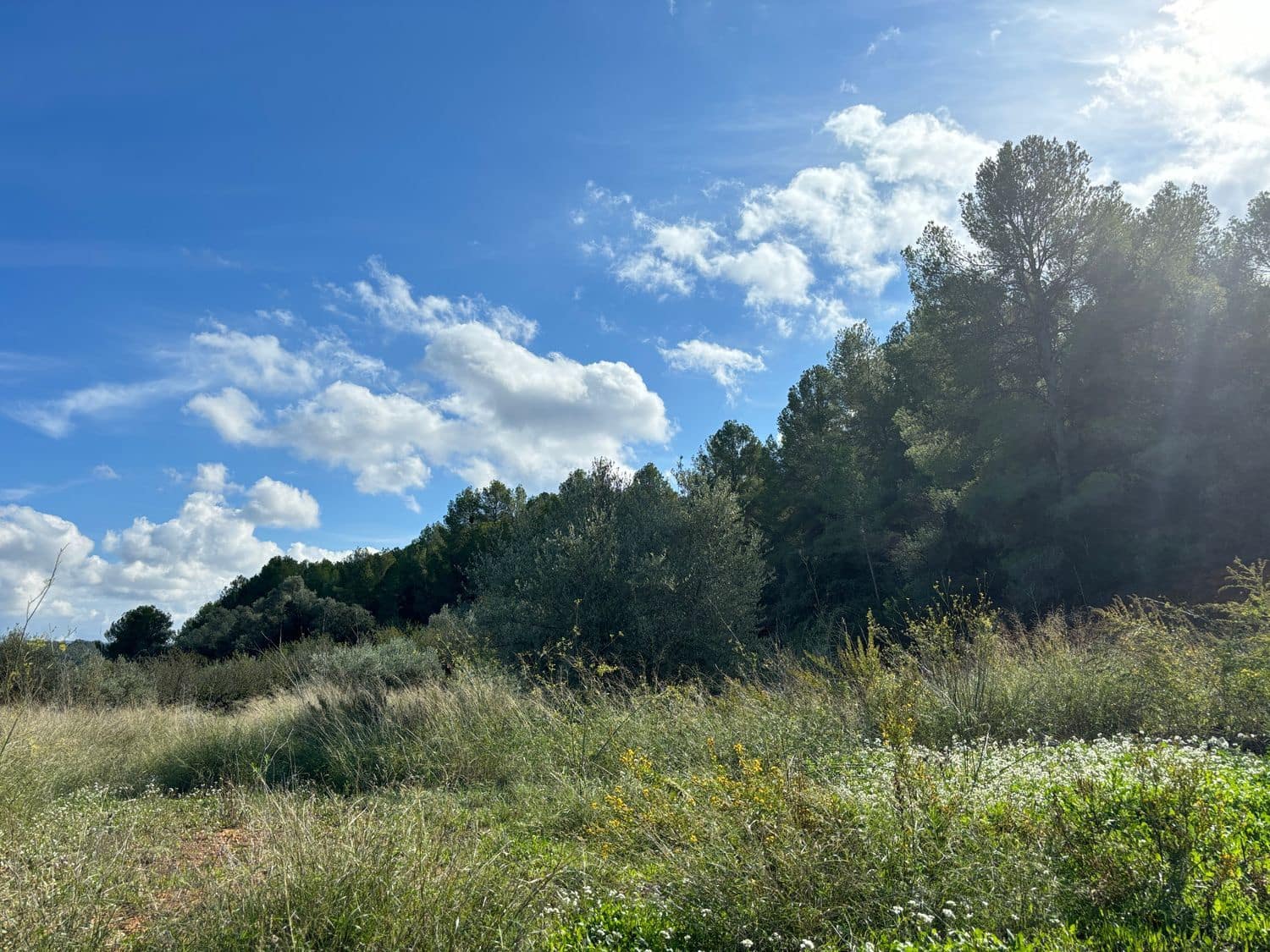 Teren niezagospodarowany na sprzedaż w Mora la Nova - 10 000 € (Ref: 8629842)