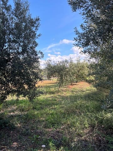 Mark till salu i Móra la Nova - 10 000 € (Ref: 8629842)