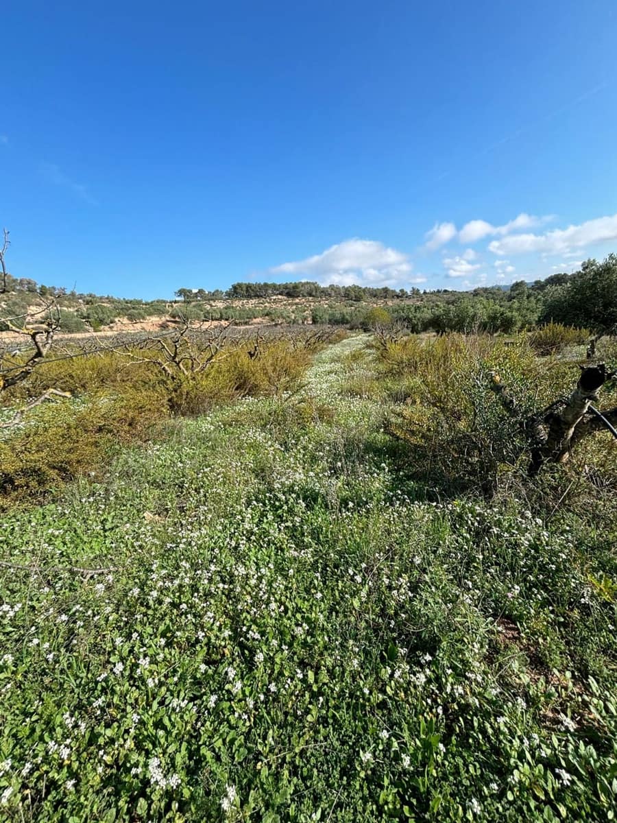 Terre non Aménagée à vendre à La Fatarella - 19 500 € (Ref: 8640726)