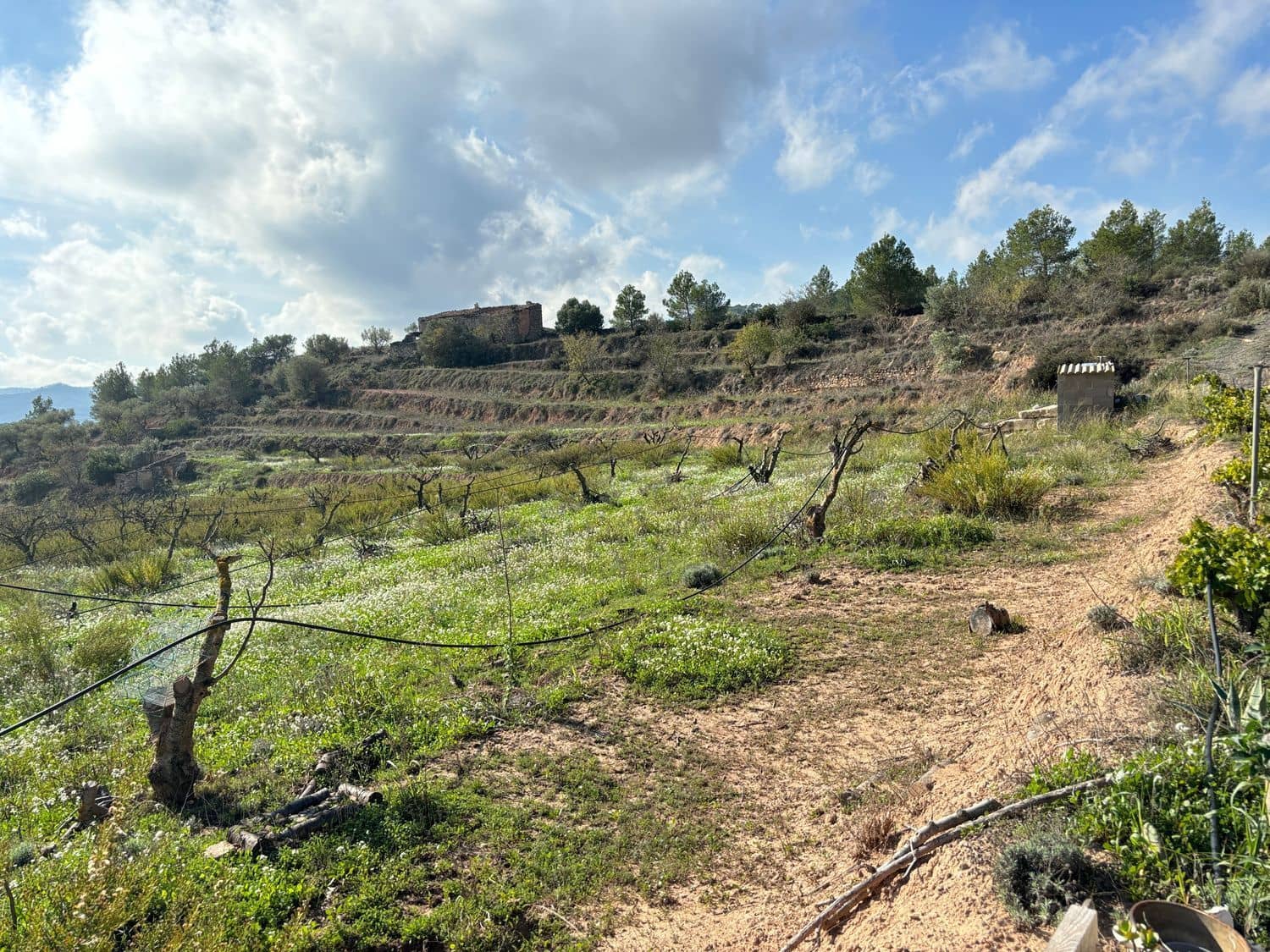 Terre non Aménagée à vendre à La Fatarella - 19 500 € (Ref: 8640726)