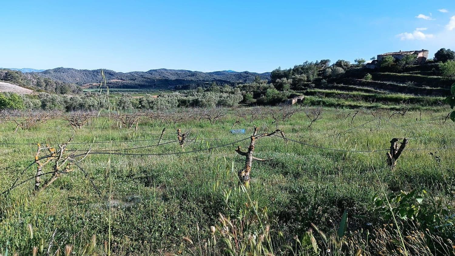Terre non Aménagée à vendre à La Fatarella - 19 500 € (Ref: 8640726)