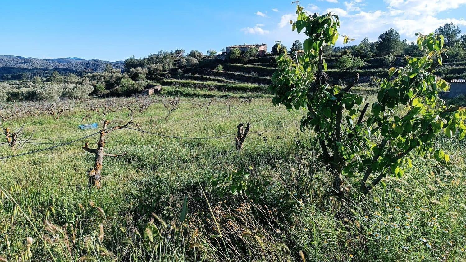 Terre non Aménagée à vendre à La Fatarella - 19 500 € (Ref: 8640726)