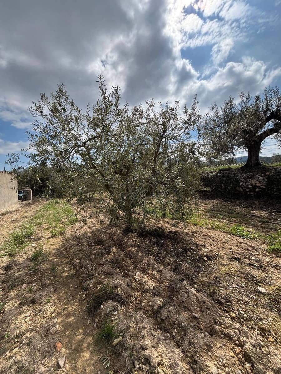 Teren niezagospodarowany na sprzedaż w Tivissa - 49 000 € (Ref: 8993588)