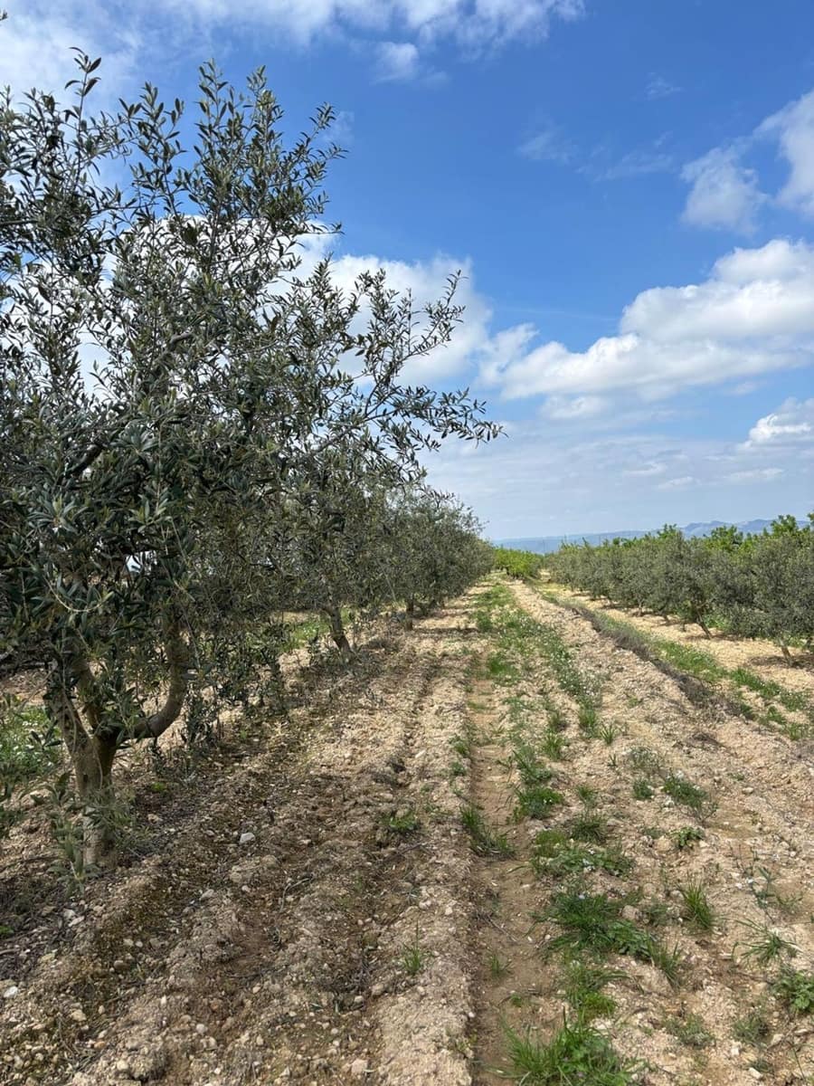 Teren niezagospodarowany na sprzedaż w Tivissa - 49 000 € (Ref: 8993588)