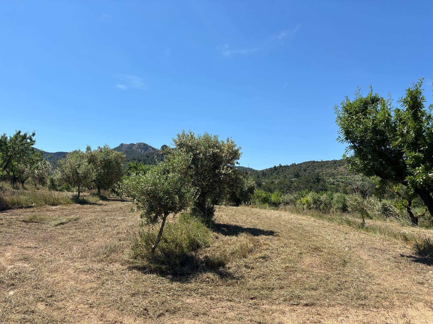 Terreno Não Urbanizado para venda em Tivissa - 31 000 € (Ref: 9020541)