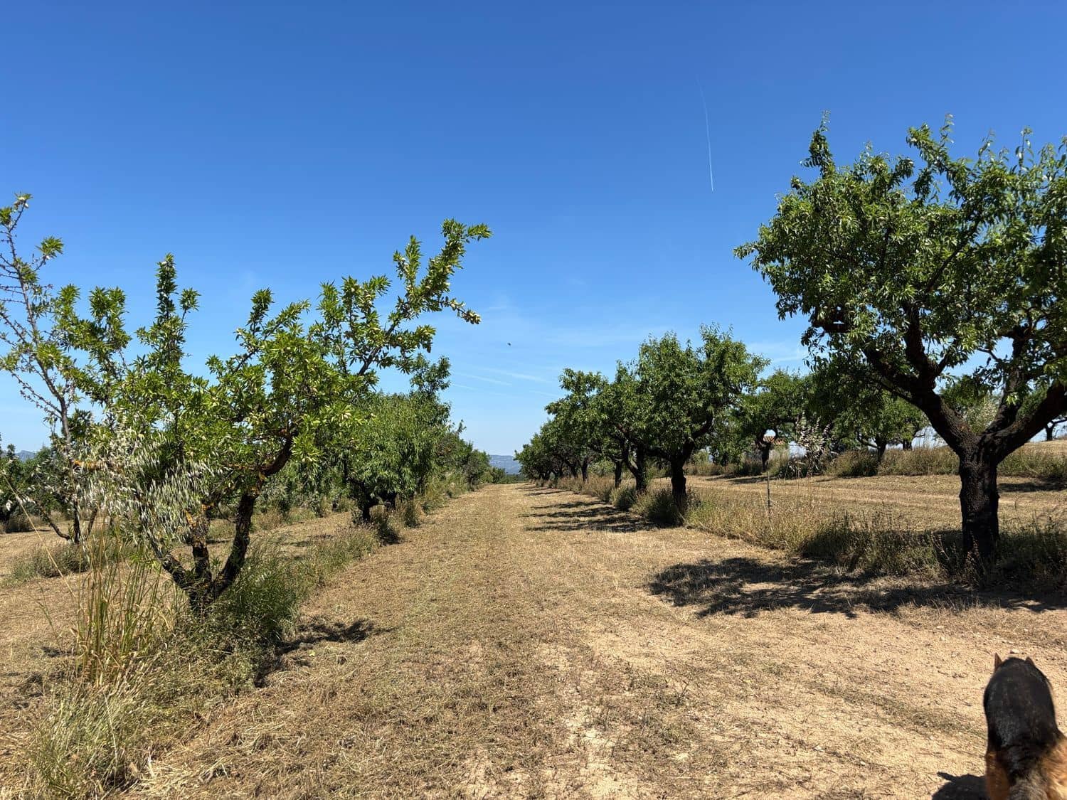 Terreno Não Urbanizado para venda em Tivissa - 31 000 € (Ref: 9020541)