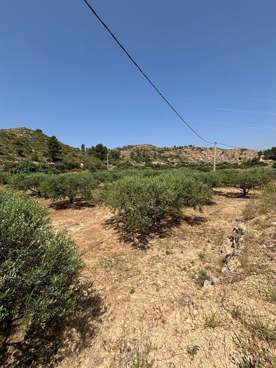 Terre non Aménagée à vendre à Flix - 7 000 € (Ref: 9057188)