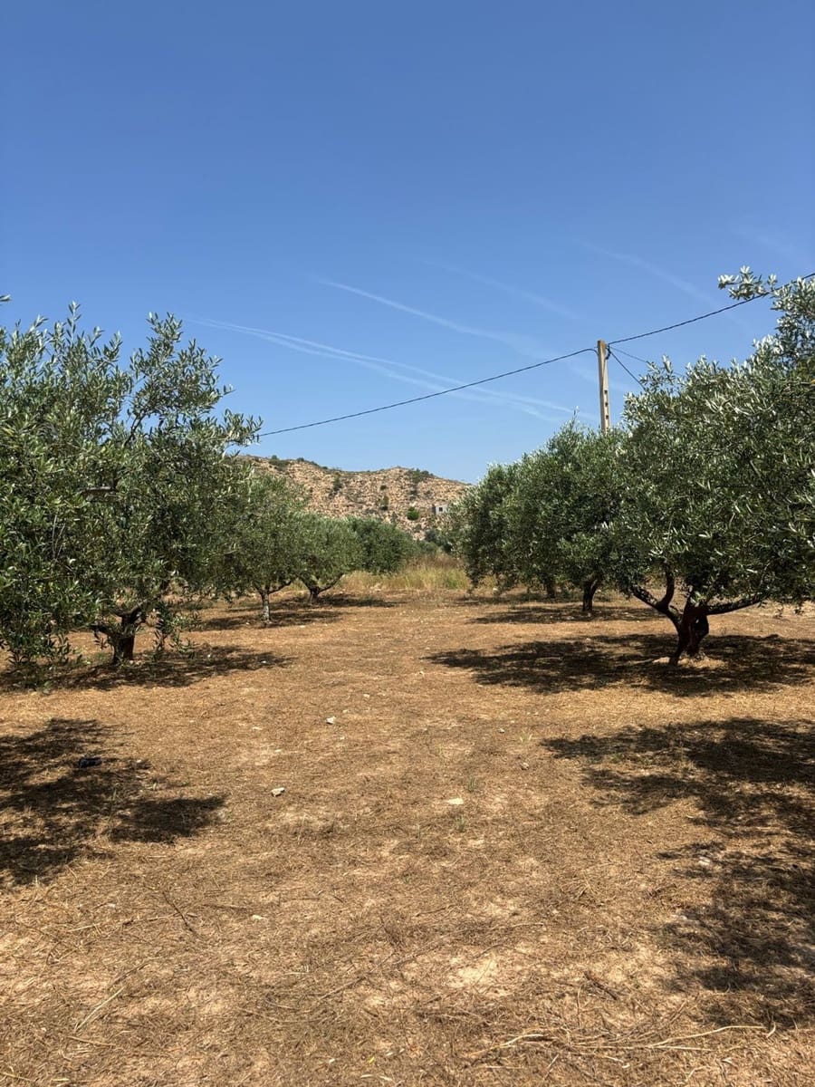 Terre non Aménagée à vendre à Flix - 7 000 € (Ref: 9057188)