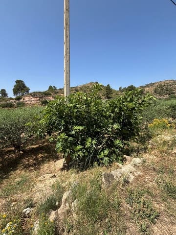 Terreno Non Edificato in vendita in Flix - 7.000 € (Rif: 9057188)