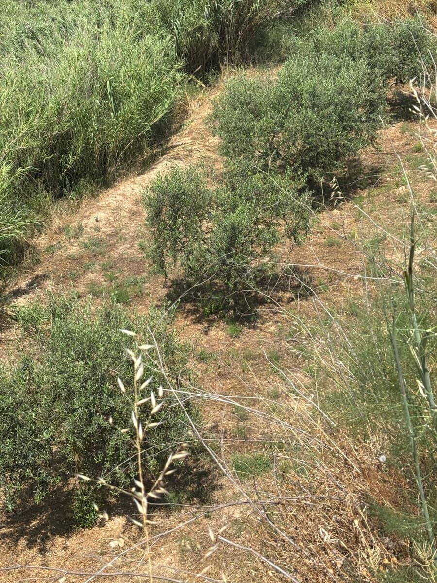 Terre non Aménagée à vendre à Flix - 7 000 € (Ref: 9057188)