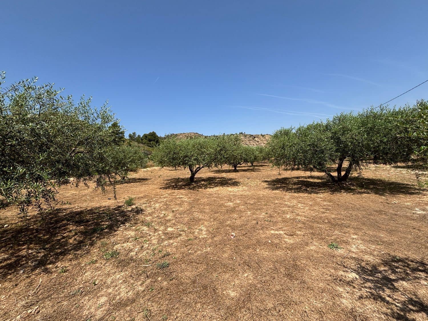 Terre non Aménagée à vendre à Flix - 7 000 € (Ref: 9057188)