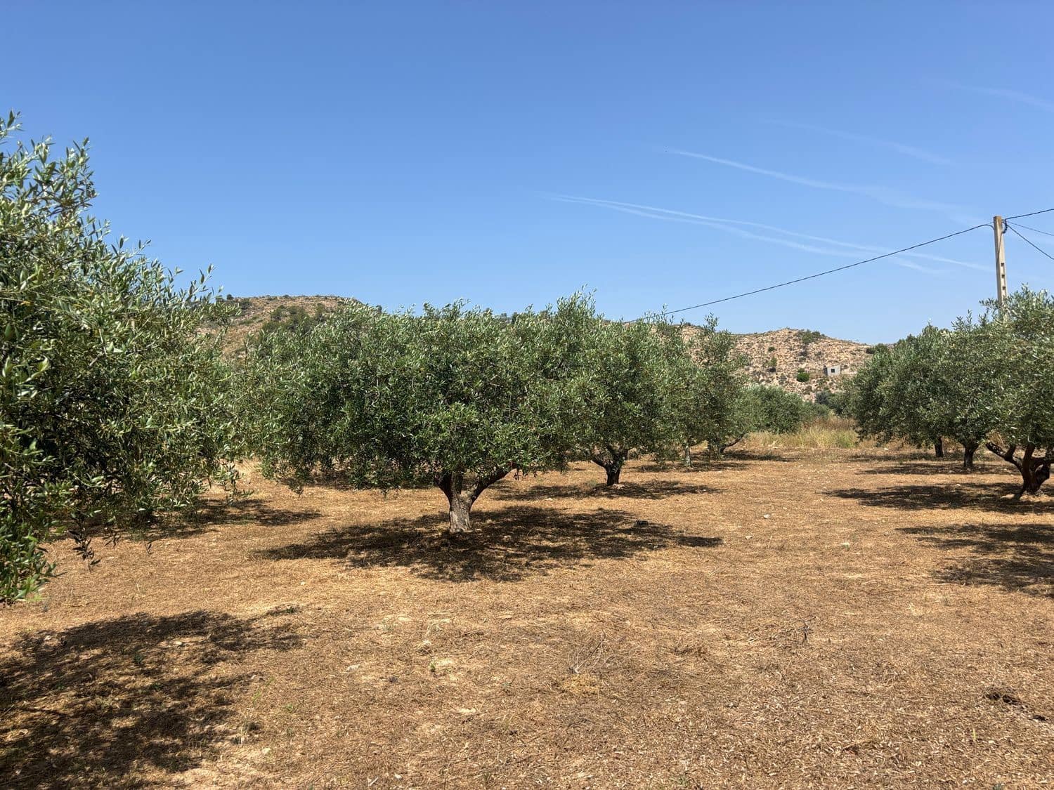 Terre non Aménagée à vendre à Flix - 7 000 € (Ref: 9057188)