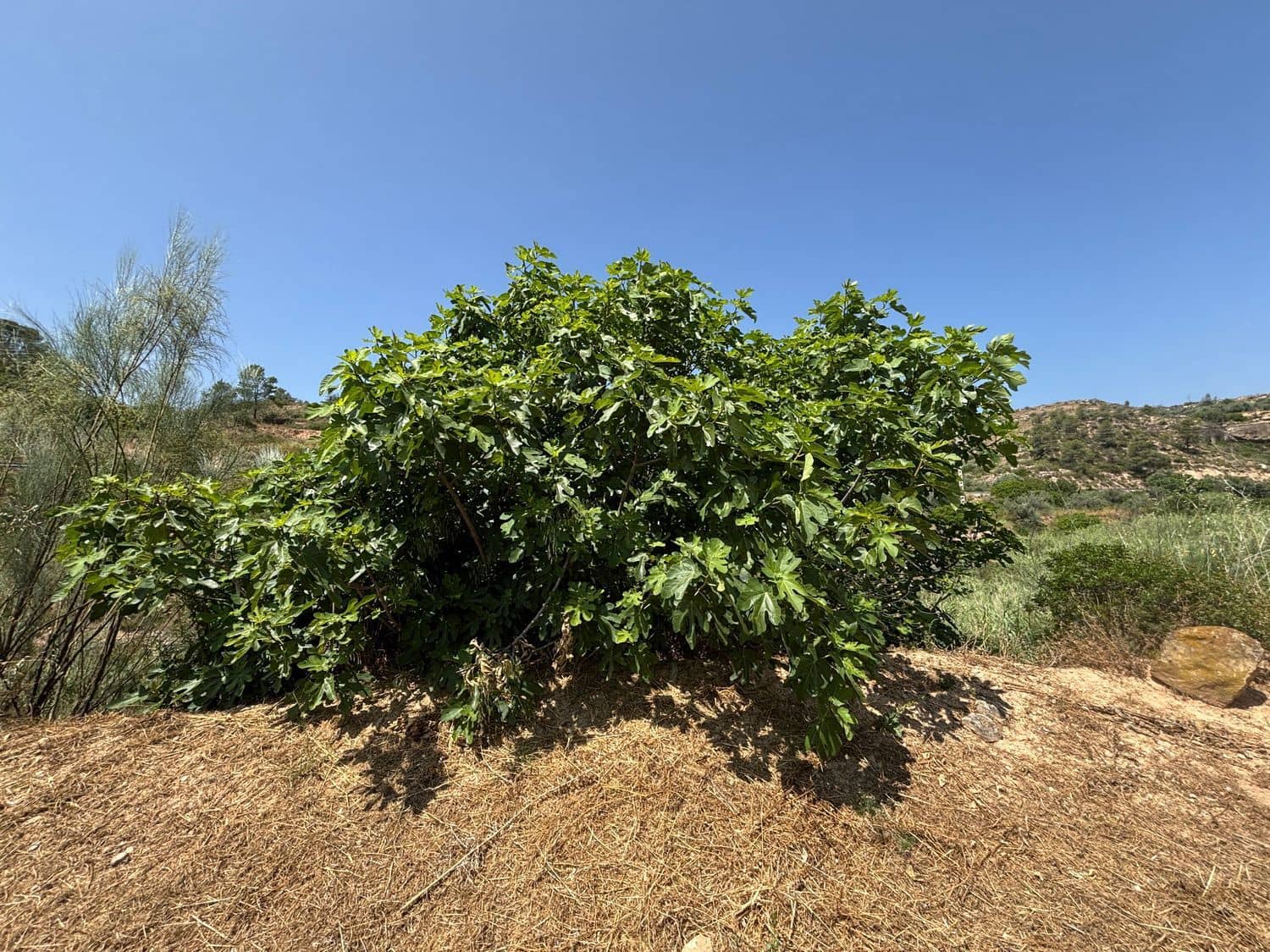 Terre non Aménagée à vendre à Flix - 7 000 € (Ref: 9057188)