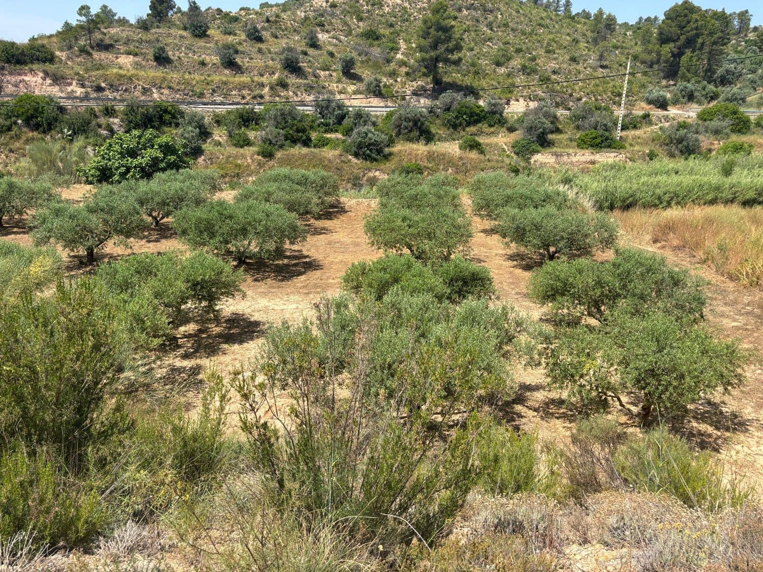 Terre non Aménagée à vendre à Flix - 7 000 € (Ref: 9057188)