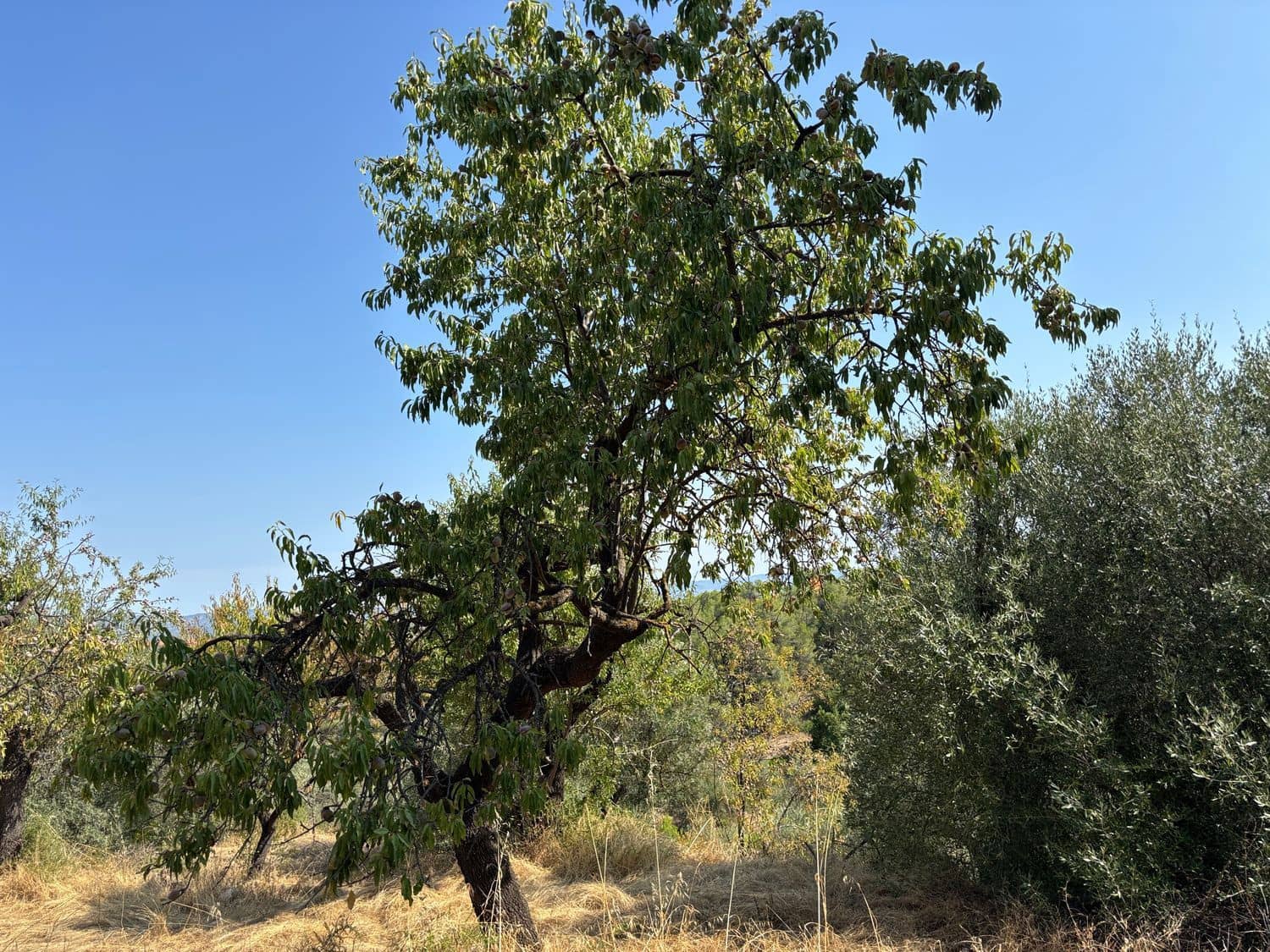 4 quarto Quinta/Casa Rural para venda em Tivissa - 185 000 € (Ref: 9186620)