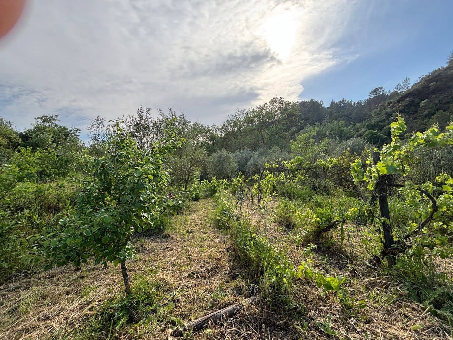 2 soveværelse Finca/Landehus til salg i El Masroig med swimmingpool garage - € 85.000 (Ref: 9248501)