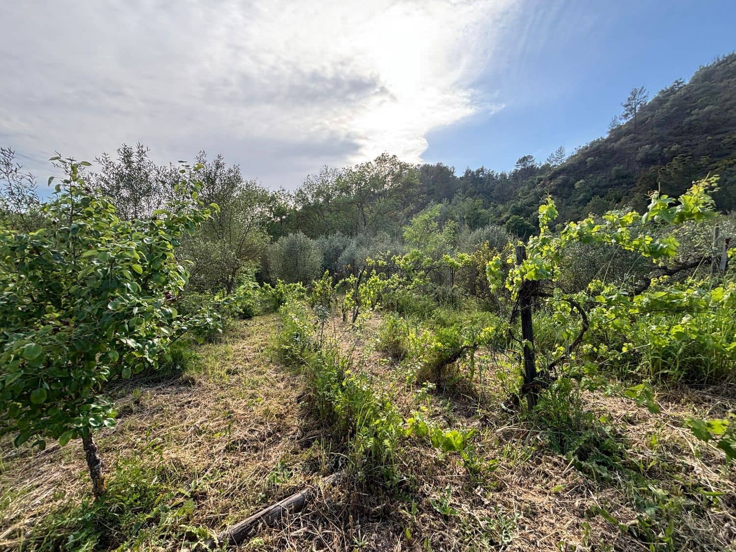 2 soveværelse Finca/Landehus til salg i El Masroig med swimmingpool garage - € 85.000 (Ref: 9248501)